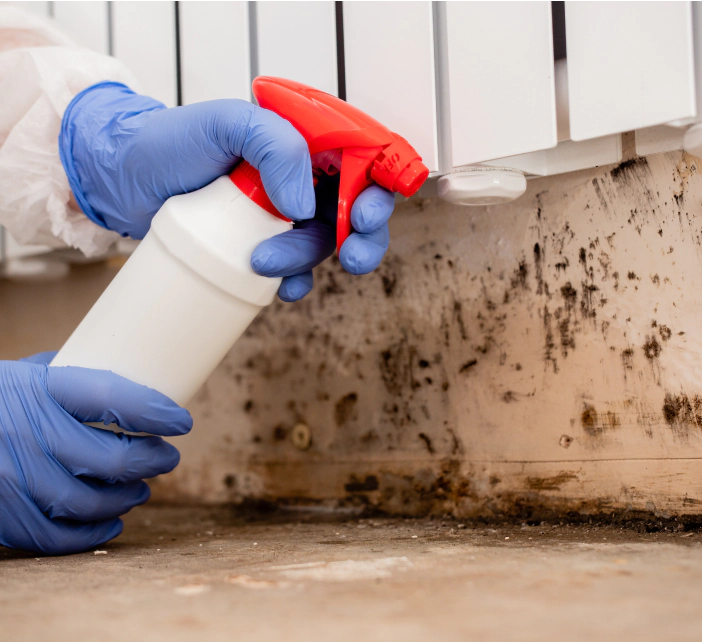 wall molds remediation